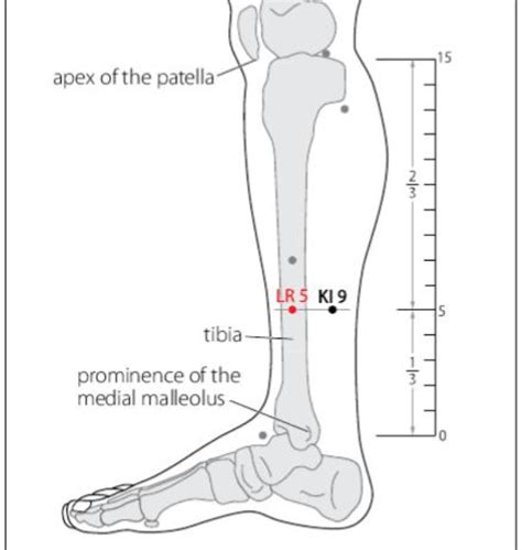 lv 5 acupuncture point